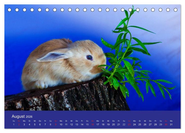 Produktbild: Lustige Kaninchen (Tischkalender 2026 DIN A5 quer), CALVENDO Monatskalender