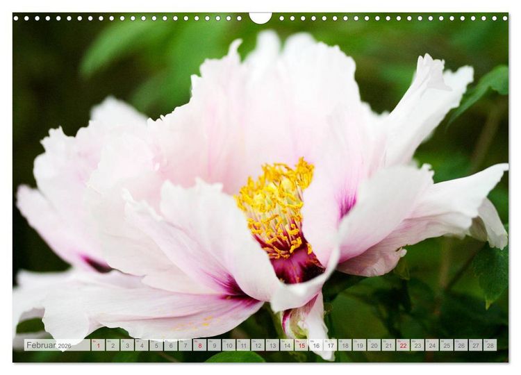 Produktbild: Pfingstrosenbl&uuml;ten (Wandkalender 2026 DIN A3 quer), CALVENDO Monatskalender