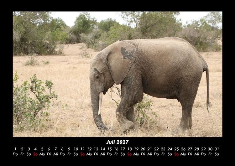 Produktbild: Der Elefantenkalender 2027 Fotokalender DIN A3