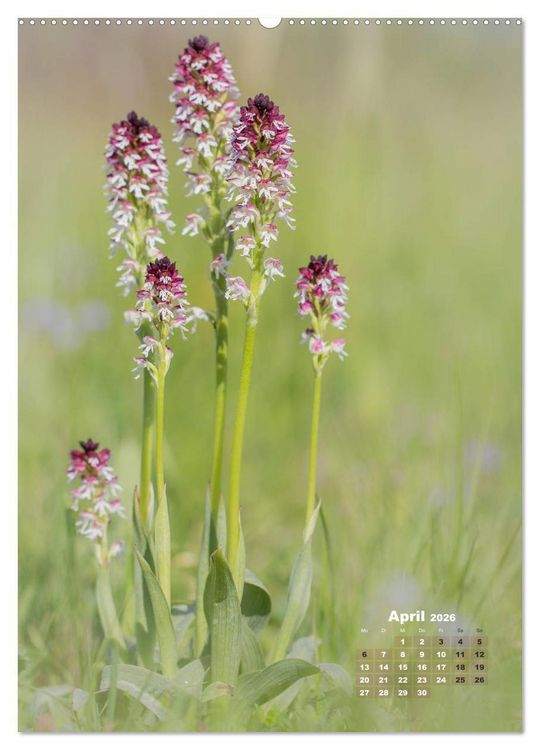 Produktbild: Orchideen in freier Wildbahn (hochwertiger Premium Wandkalender 2026 DIN A2 hoch), Kunstdruck in Hochglanz