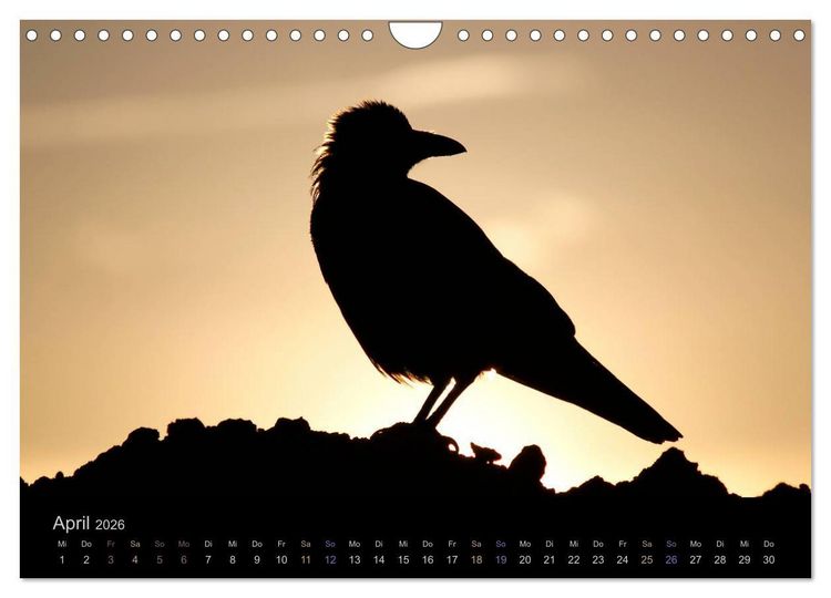 Produktbild: Rabenschwarze Impressionen - meike-ajo-dettlaff.de via wildvogelhlfe.org (Wandkalender 2026 DIN A4 quer), CALVENDO Monatskalender