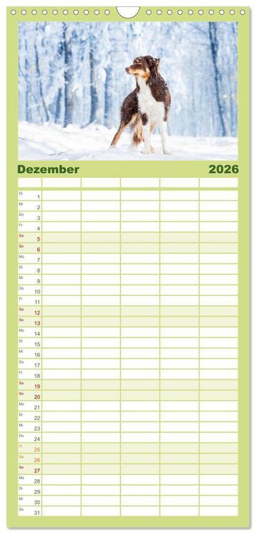Produktbild: Familienplaner 2026 - Border Collies 2026 mit 5 Spalten (Wandkalender, 21 x 45 cm) CALVENDO
