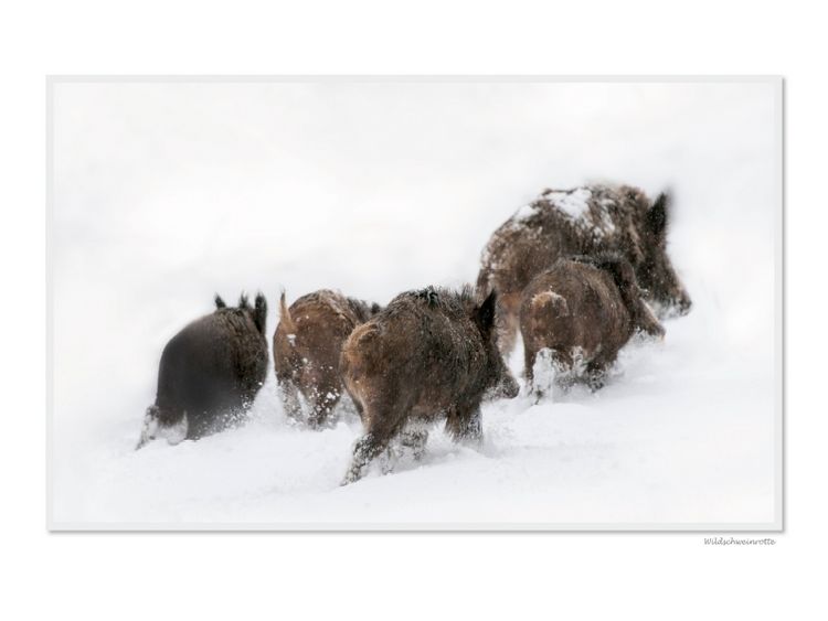 Produktbild: CALVENDO Puzzle Ein Motiv aus dem Kalender Emotionale Momente: Das Wildschwein. / CH-Version | 1000 Teile Lege-Gr&ouml;&szlig;e 64x48cm Foto-Puzzle f&uuml;r gl&uuml;ckliche Stunden