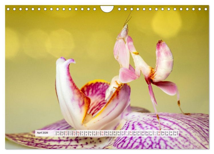 Produktbild: Die Orchideen Gottesanbeterin (Wandkalender 2026 DIN A4 quer), CALVENDO Monatskalender