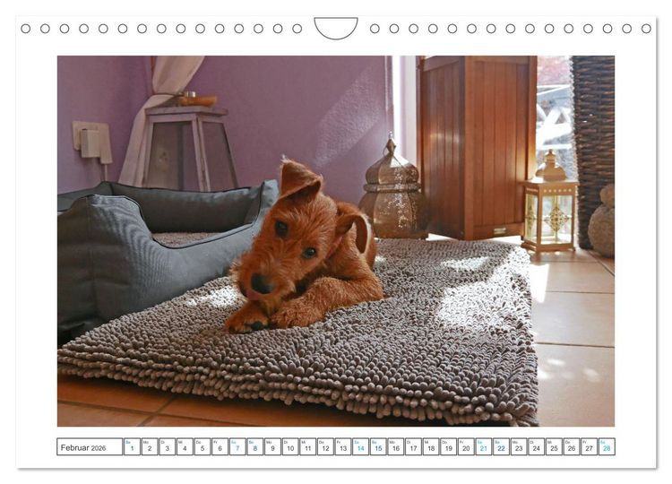 Produktbild: Chiara, ein junger Irish Terrier (Wandkalender 2026 DIN A4 quer), CALVENDO Monatskalender