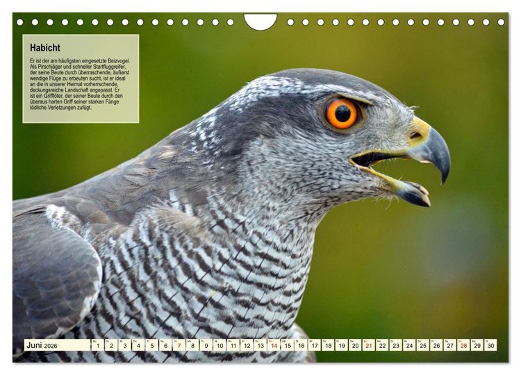 Produktbild: Kulturerbe Falknerei (Wandkalender 2026 DIN A4 quer), CALVENDO Monatskalender