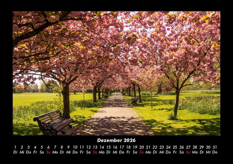 Produktbild: B&auml;ume 2026 Fotokalender DIN A3