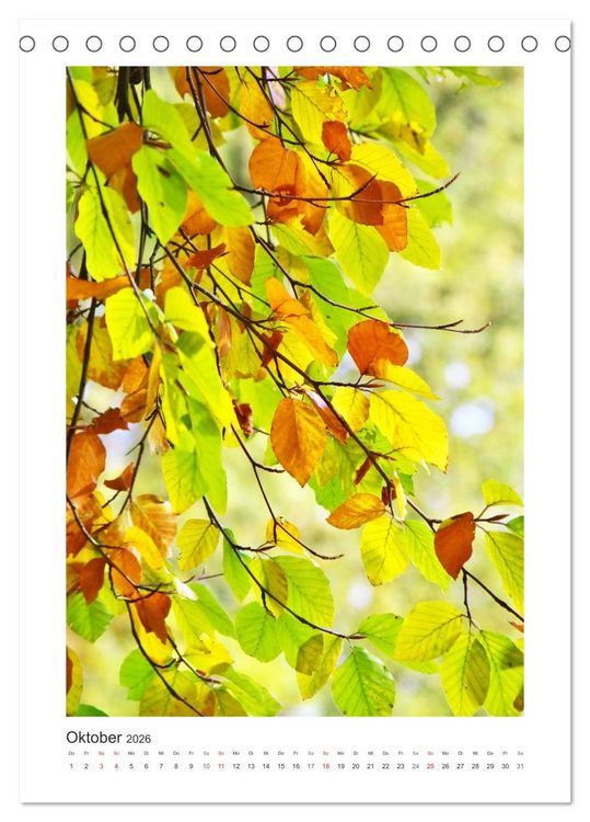 Produktbild: Impressionen aus unserem Wald (Tischkalender 2026 DIN A5 hoch), CALVENDO Monatskalender