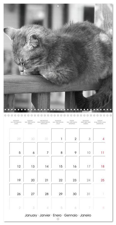 Produktbild: Black and white cat whispers (Wall Calendar 2026 12 &times; 12 Inch) CALVENDO 12 Month Wall Calendar