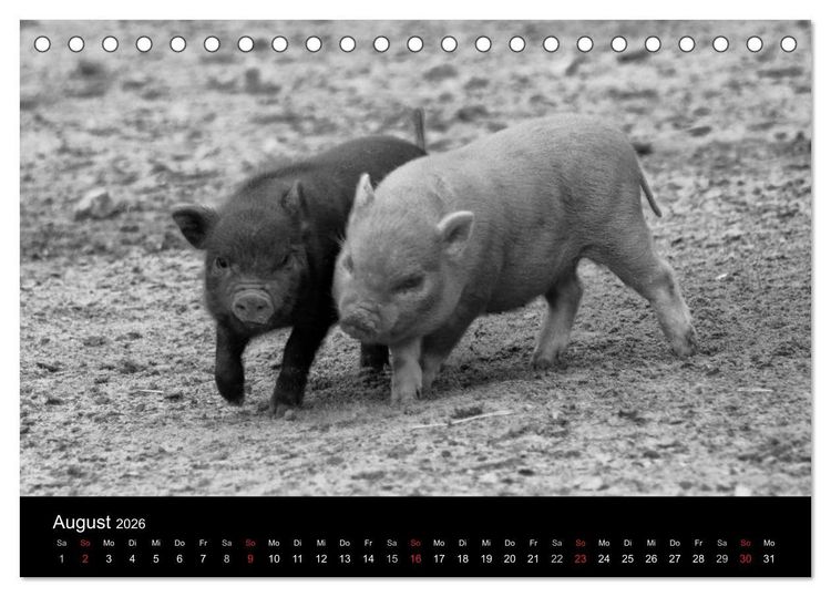 Produktbild: Das Leben der Schweine (Tischkalender 2026 DIN A5 quer), CALVENDO Monatskalender