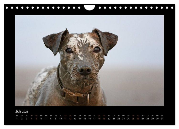Produktbild: Die Parsons (Wandkalender 2026 DIN A4 quer), CALVENDO Monatskalender