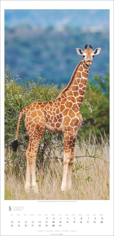 Produktbild: Giraffen Kalender 2027