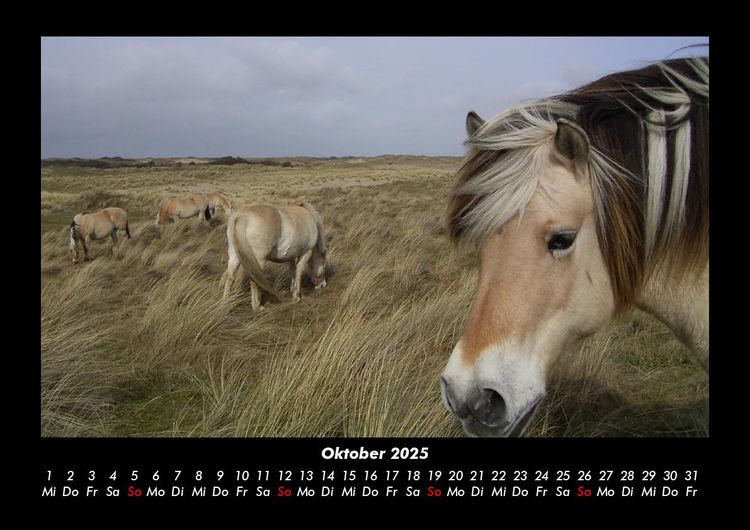 Produktbild: Pferdegefl&uuml;ster 2025 Fotokalender DIN A3