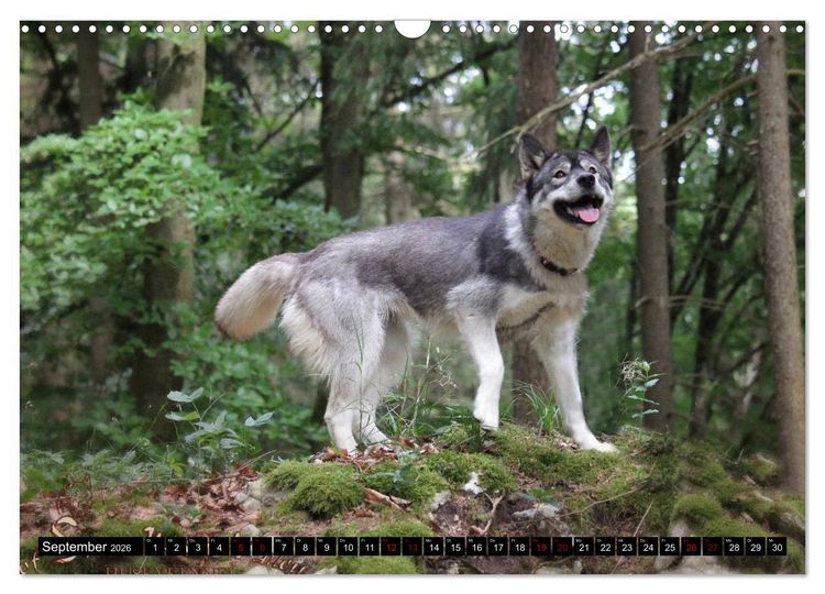 Produktbild: Faszination Husky (Wandkalender 2026 DIN A3 quer), CALVENDO Monatskalender