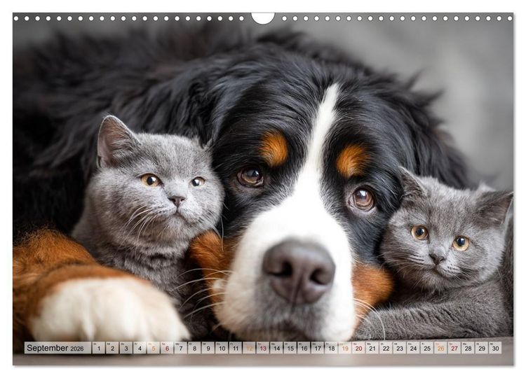 Produktbild: Hund und Katze - Tierische Freunde (Wandkalender 2026 DIN A3 quer), CALVENDO Monatskalender