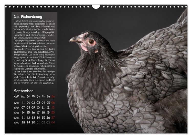 Produktbild: Von der Einzigartigkeit der H&uuml;hner 2026 (Wandkalender 2026 DIN A3 quer), CALVENDO Monatskalender