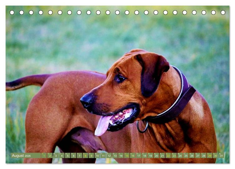 Produktbild: Rhodesian Ridgeback Augen-Blicke (Tischkalender 2026 DIN A5 quer), CALVENDO Monatskalender