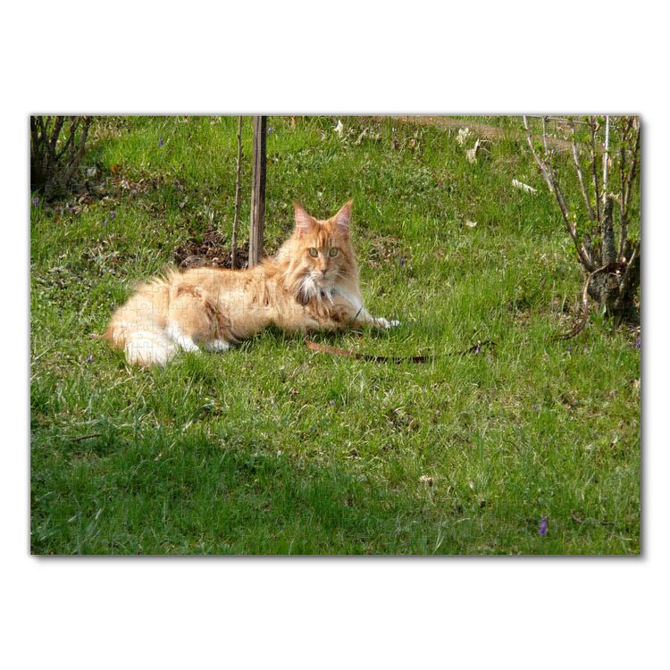 Produktbild: Lais Puzzle Katze 1000 Teile