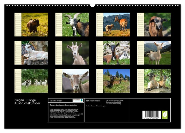 Produktbild: Ziegen. Lustige Ausbruchsk&uuml;nstler (hochwertiger Premium Wandkalender 2026 DIN A2 quer), Kunstdruck in Hochglanz
