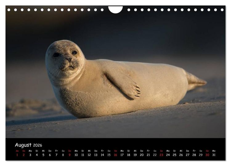 Produktbild: Robben auf Helgoland 2026 (Wandkalender 2026 DIN A4 quer), CALVENDO Monatskalender