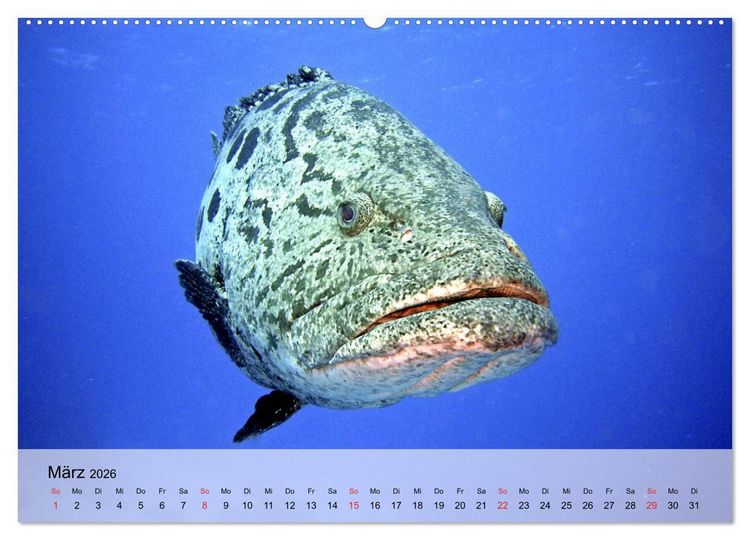 Produktbild: In der Meerestiefe. Fische und Korallen im ewigen Blau (hochwertiger Premium Wandkalender 2026 DIN A2 quer), Kunstdruck in Hochglanz