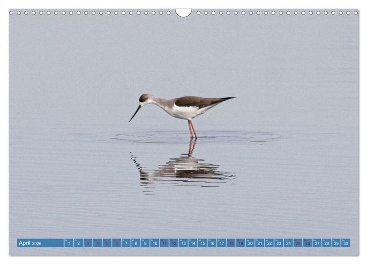 Produktbild: V&ouml;gel der Algarve (Wandkalender 2026 DIN A3 quer), CALVENDO Monatskalender