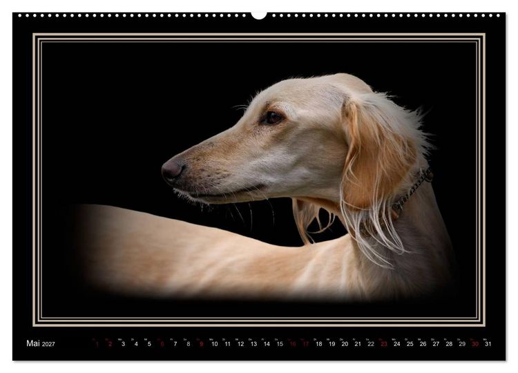 Produktbild: Saluki 2027 (Wandkalender 2027 DIN A2 quer), CALVENDO Monatskalender