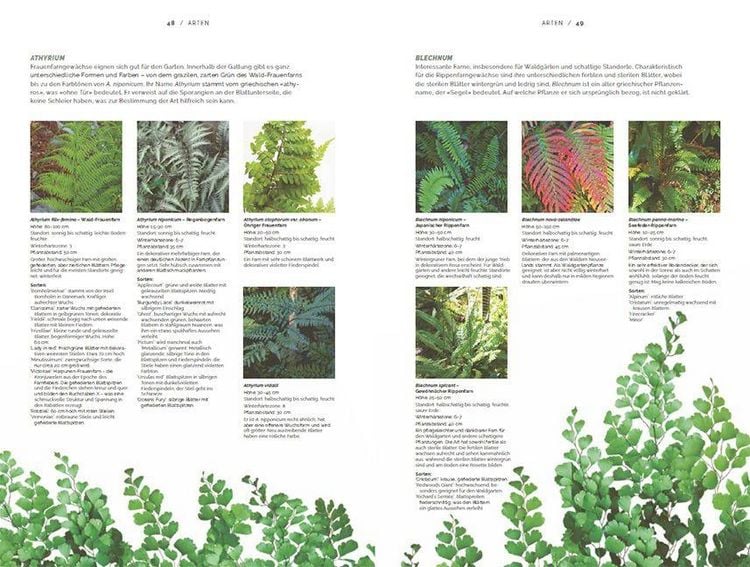 Produktbild: Farne