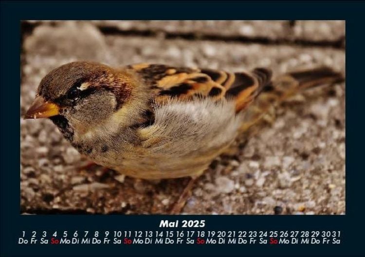 Produktbild: Vögel 2025 Fotokalender DIN A5