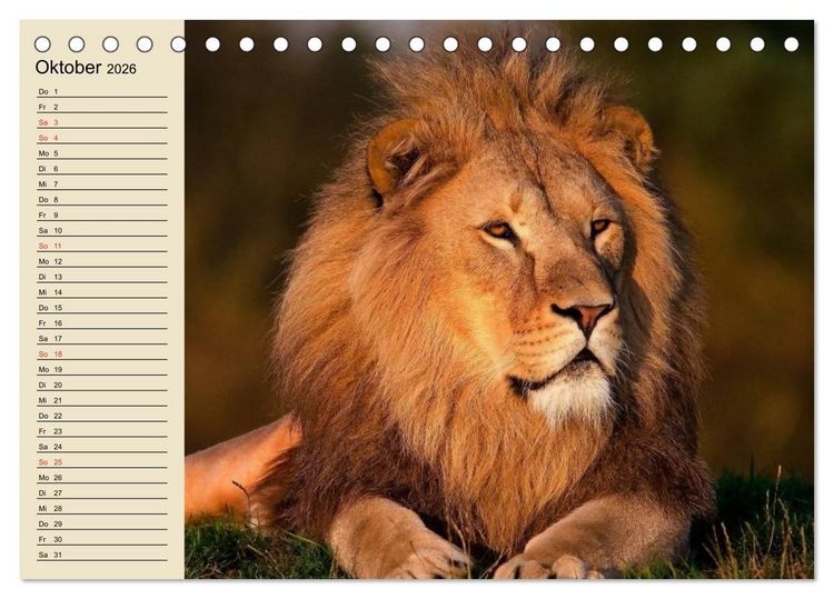 Produktbild: L&ouml;wen in freier Wildbahn (Tischkalender 2026 DIN A5 quer), CALVENDO Monatskalender