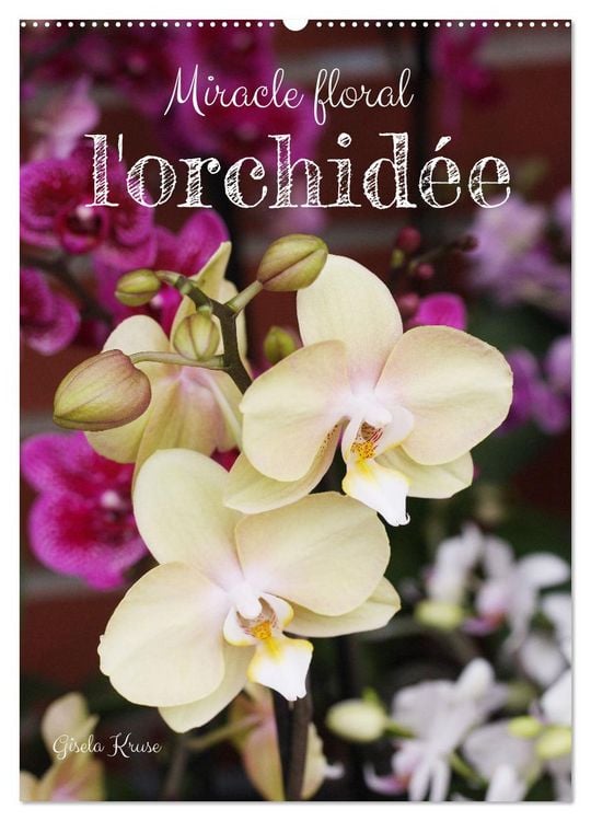 Produktbild: Miracle floral l'orchid&eacute;e (Calendrier mural 2026 DIN A2 horizontal), CALVENDO calendrier mensuel