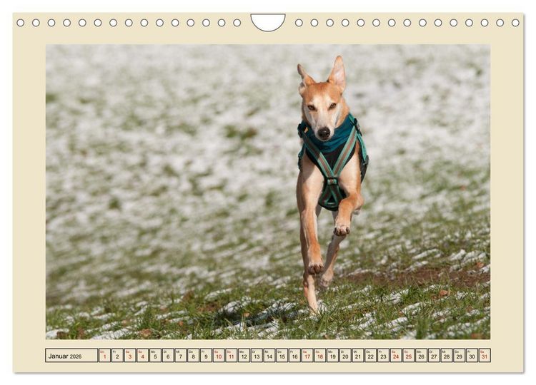 Produktbild: Mit dem Windhund unterwegs im zauberhaften Bergischen Land (Wandkalender 2026 DIN A4 quer), CALVENDO Monatskalender