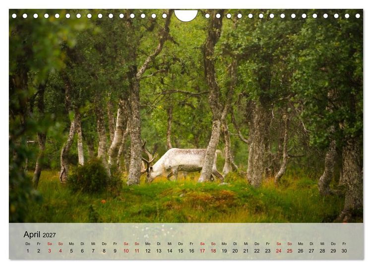 Produktbild: Magische Tiermomente (Wandkalender 2027 DIN A4 quer), CALVENDO Monatskalender