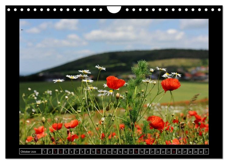 Produktbild: Roter Mohn, bunte Wiesen (Wandkalender 2026 DIN A4 quer), CALVENDO Monatskalender