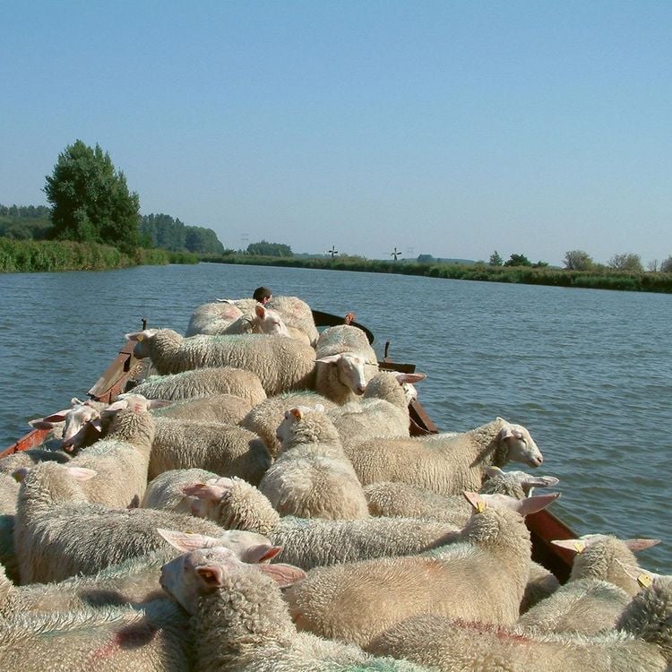 Produktbild: Holland stricken