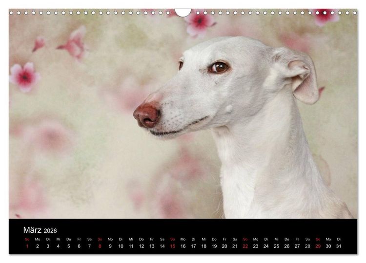Produktbild: Der Windhundekalender (Wandkalender 2026 DIN A3 quer), CALVENDO Monatskalender