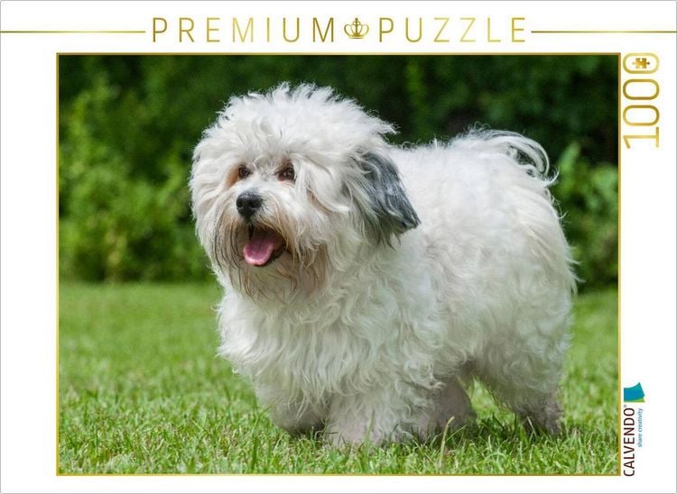 Produktbild: CALVENDO Puzzle Havaneser - Ein Herz auf 4 Pfoten | 1000 Teile Lege-Gr&ouml;&szlig;e 64x48cm Foto-Puzzle f&uuml;r gl&uuml;ckliche Stunden