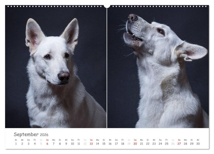 Produktbild: charakterstarke Hunde, wundersch&ouml;ne Hundeportraits (hochwertiger Premium Wandkalender 2026 DIN A2 quer), Kunstdruck in Hochglanz