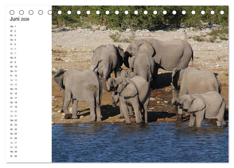 Produktbild: Namibia - Tierische Vielfalt (Planer) (Tischkalender 2026 DIN A5 quer), CALVENDO Monatskalender