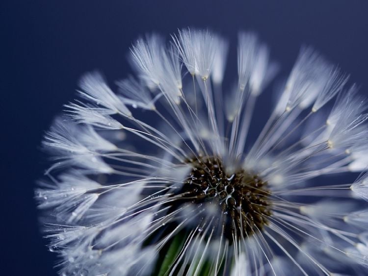 Produktbild: Pusteblume (Puzzle)