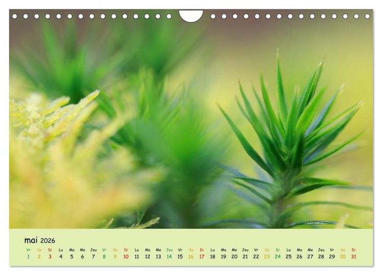 Produktbild: Le monde majestueux des mousses (Calendrier mural 2026 DIN A4 vertical), CALVENDO calendrier mensuel