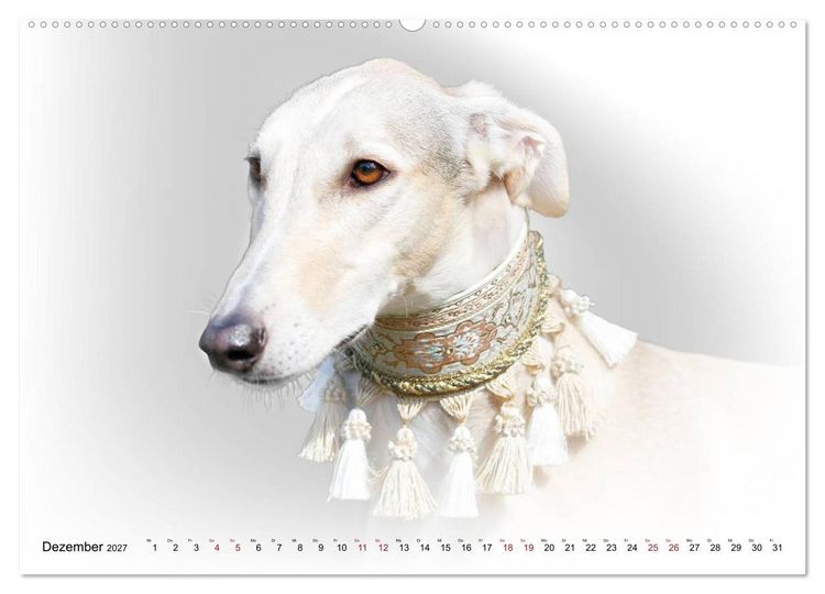 Produktbild: Windhund Portrait 2027 White Edition (Wandkalender 2027 DIN A2 quer), CALVENDO Monatskalender