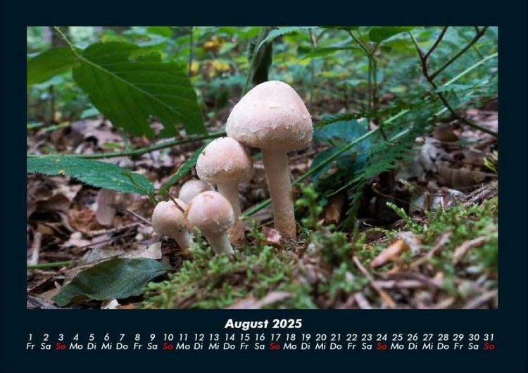 Produktbild: Pilzkalender 2025 Fotokalender DIN A4