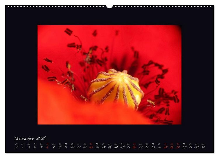 Produktbild: MOHNographie (hochwertiger Premium Wandkalender 2026 DIN A2 quer), Kunstdruck in Hochglanz