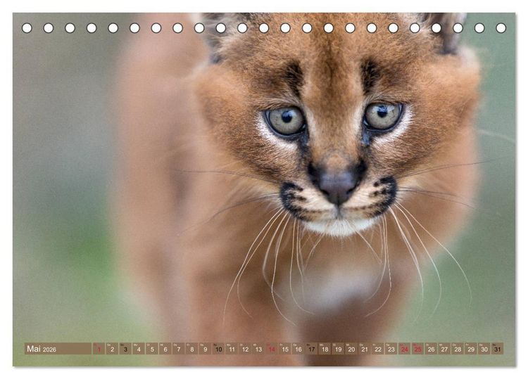 Produktbild: Raubkatzenkinder (Tischkalender 2026 DIN A5 quer), CALVENDO Monatskalender
