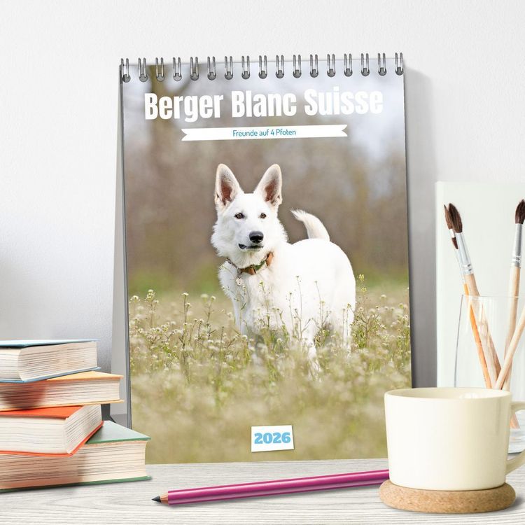 Produktbild: Berger Blanc Suisse - Freunde auf 4 Pfoten (Tischkalender 2026 DIN A5 hoch), CALVENDO Monatskalender