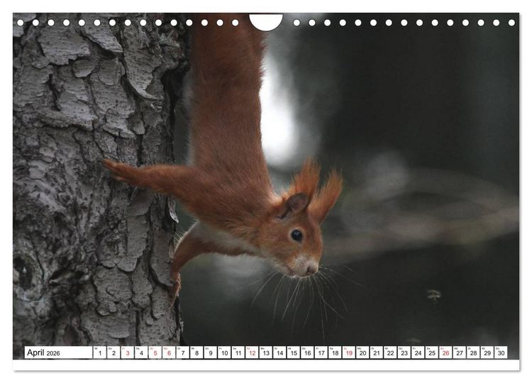 Produktbild: Eichh&ouml;rnchen in freier Natur (Wandkalender 2026 DIN A4 quer), CALVENDO Monatskalender