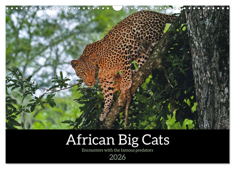 Produktbild: African Big Cats (Wall Calendar 2026 DIN A3 landscape), CALVENDO 12 Month Wall Calendar