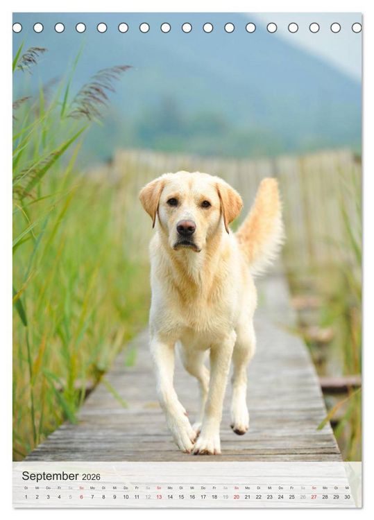 Produktbild: Hundepers&ouml;nlichkeiten (Tischkalender 2026 DIN A5 hoch), CALVENDO Monatskalender