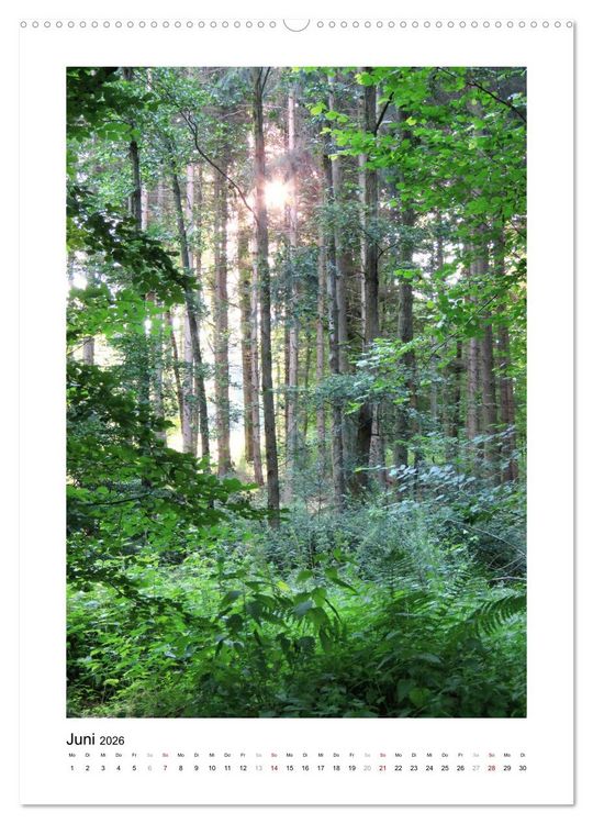 Produktbild: Mein Sehnsuchtsort, der Wald (Wandkalender 2026 DIN A2 hoch), CALVENDO Monatskalender
